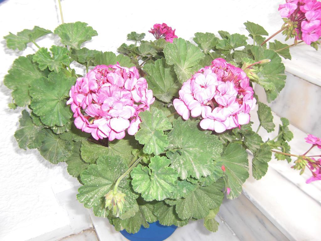 Anthula Sun 호텔 아크앤젤로스 외부 사진